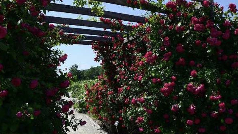 Ogród Botaniczny w Kielcach
