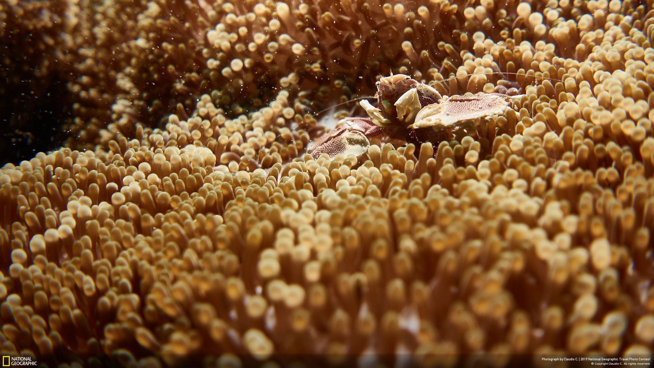 Niesamowite zdjęcia finalistów National Geographic Travel Contest 2019 11