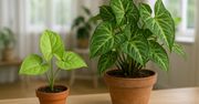 Syngonium. Dynamiczna roślina, która zmienia kształt liści w trakcie wzrostu