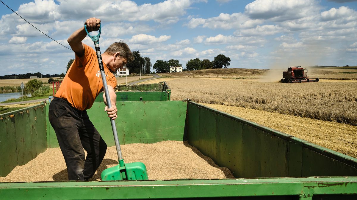 "Trzeba to zrobić". Były minister w rządzie PiS ma pomysł na nadwyżkę zboża
