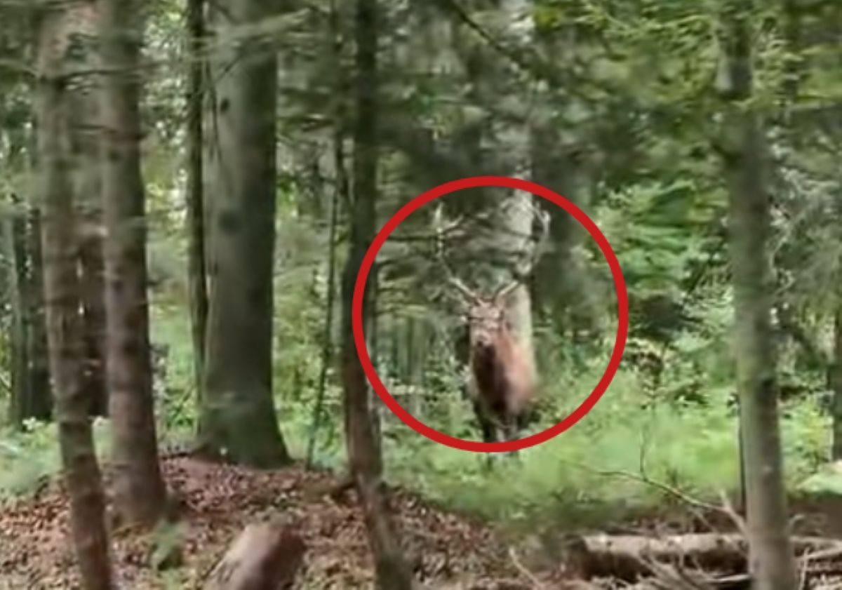 "Tylko dla widzów o mocnych nerwach". Leśnicy pokazali nagranie