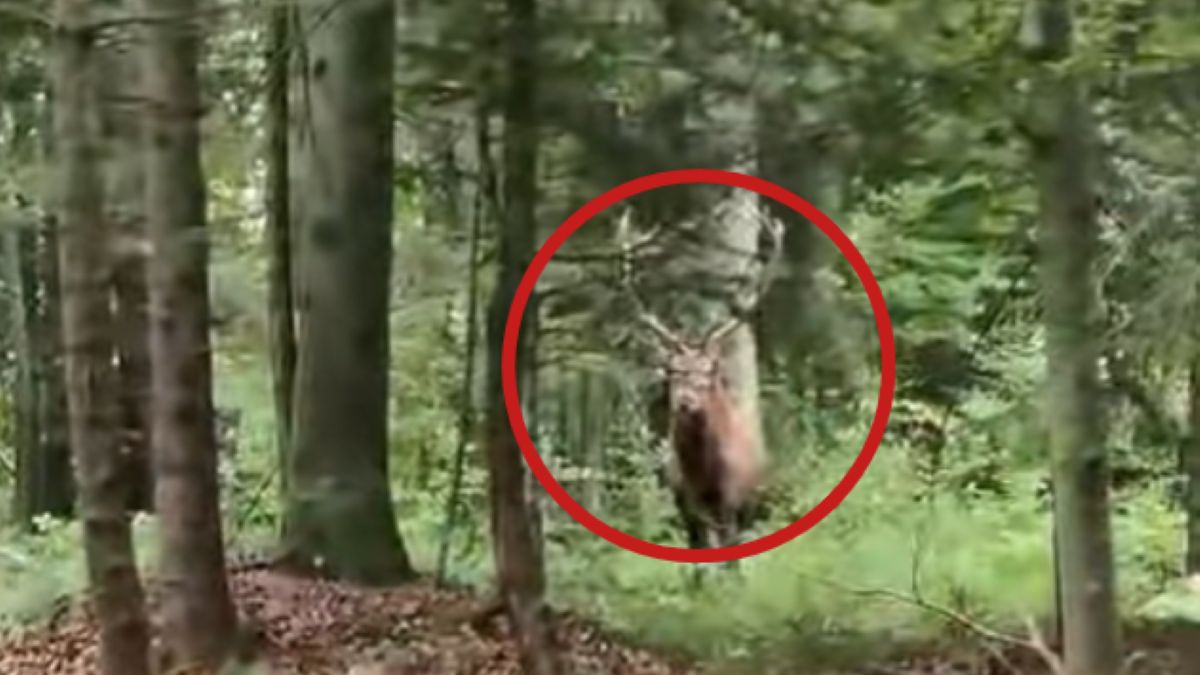 Niezwykłe spotkanie w lesie. Poprzedził je przerażający dźwięk
