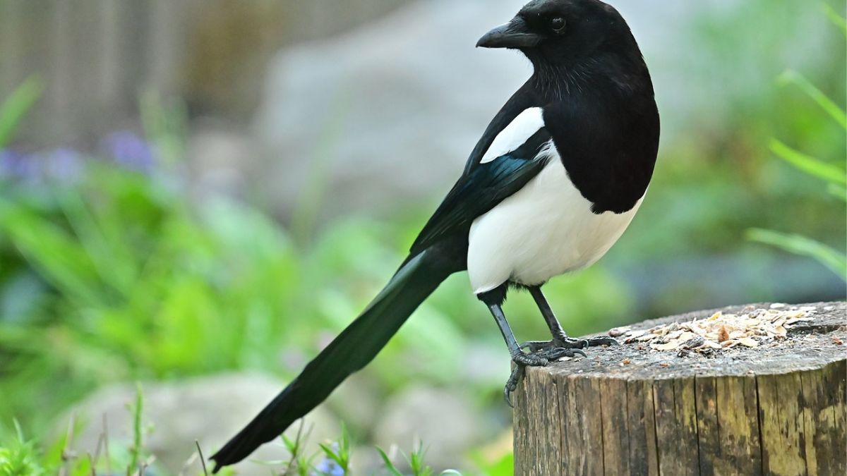 Sroki atakują ludzi o konkretnym wyglądzie.