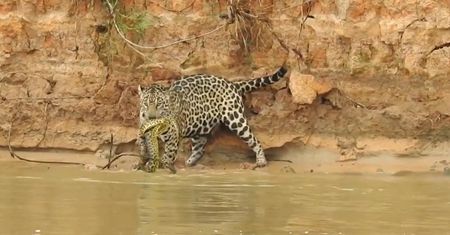 Wąż kontra jaguar. Niesamowite spotkanie na brzegu brazylijskiej rzeki