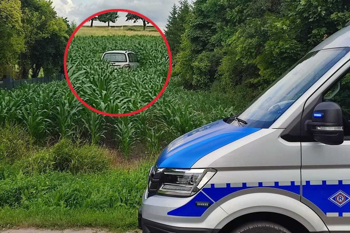 pościg zakończony w polu kukurydzy