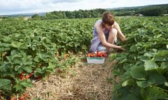 Jak rozpoznać polską truskawkę? Szypułka prawdę nam powie