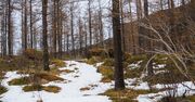 Zagadka od leśników, która położyła internautów. A ty widzisz sarnę?