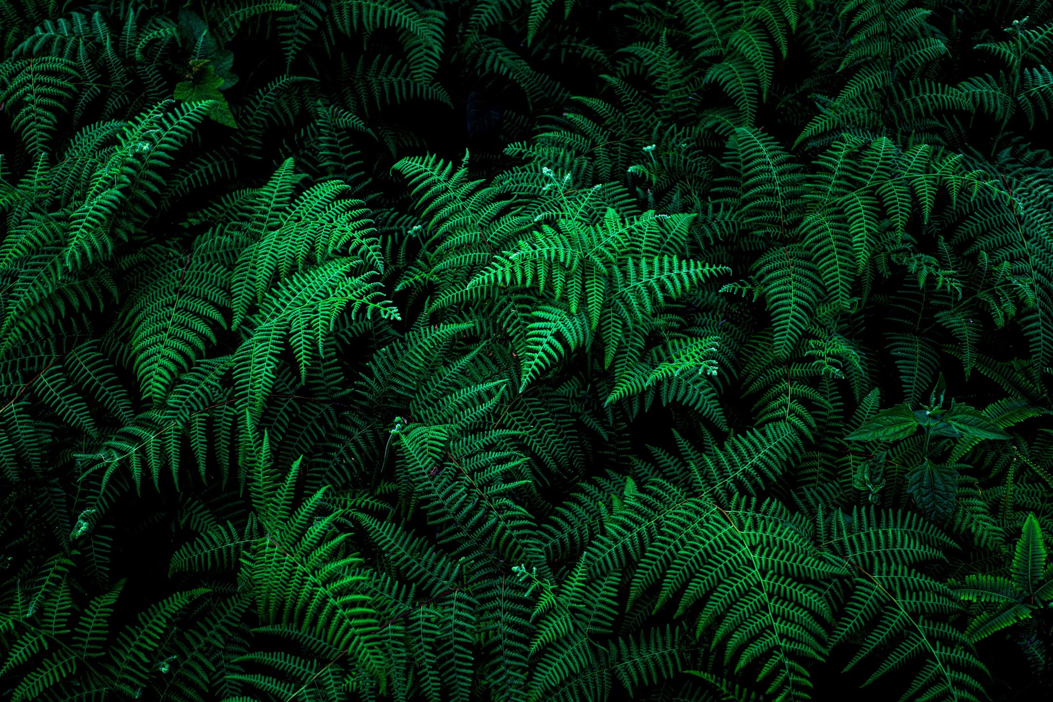 Decha Laoharuengrongkun
fern, green, nature, plant, leaf, forest, leaves, flora, garden, ferns, foliage, plants, growth, summer, natural, tree, environment, pattern, frond, botany, texture, branch, bracken, tropical, closeup, abstract, art, background, black, blur, botanical, bright, bush, color, concept, dark, decoration, design, ecology, exotic, floral, flower, frame, fresh