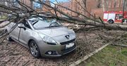 Silny wiatr dał się we znaki. Braniewscy strażacy w akcji