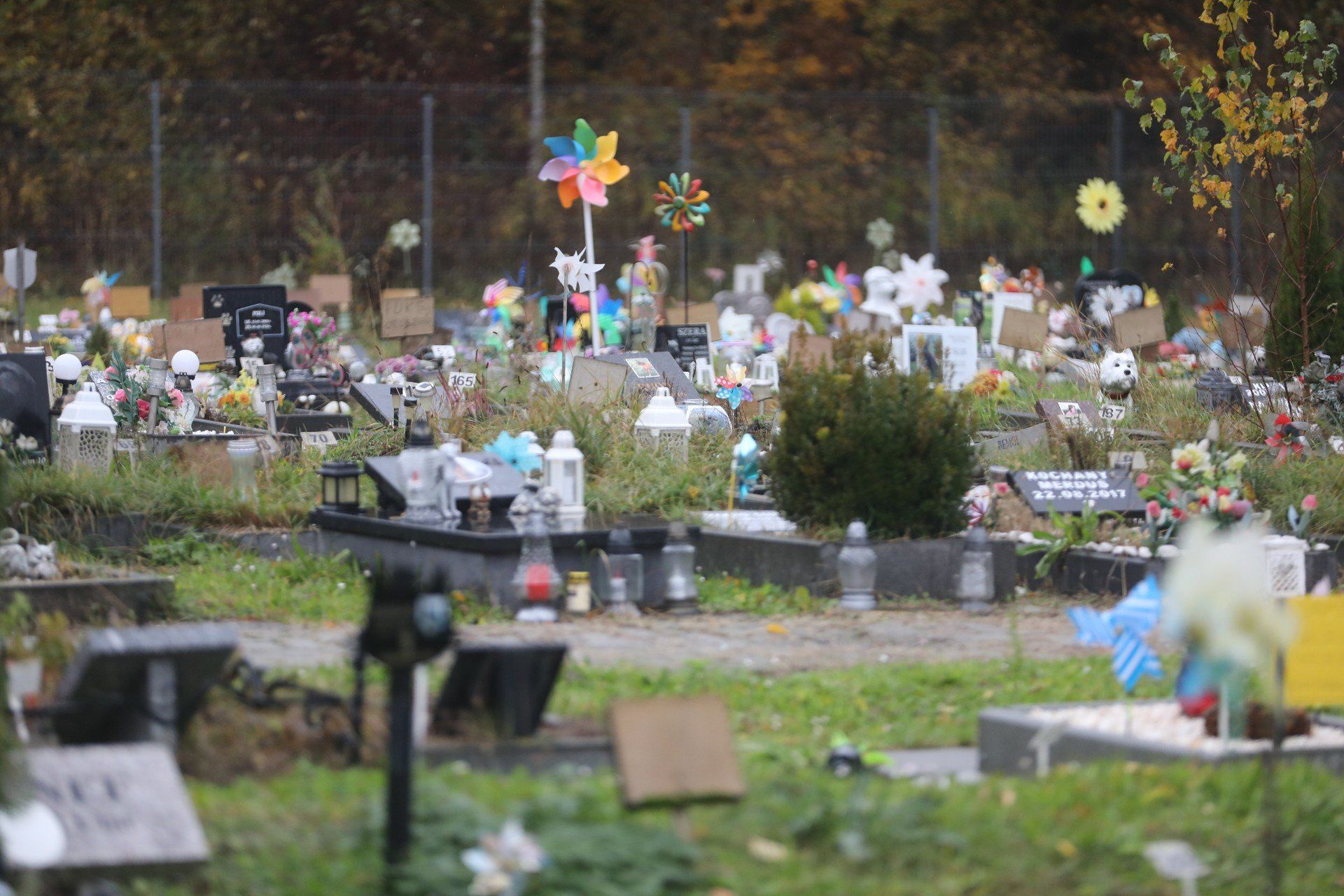 Bytomski cmentarz dla zwierząt to jedyne takie miejsce w regionie