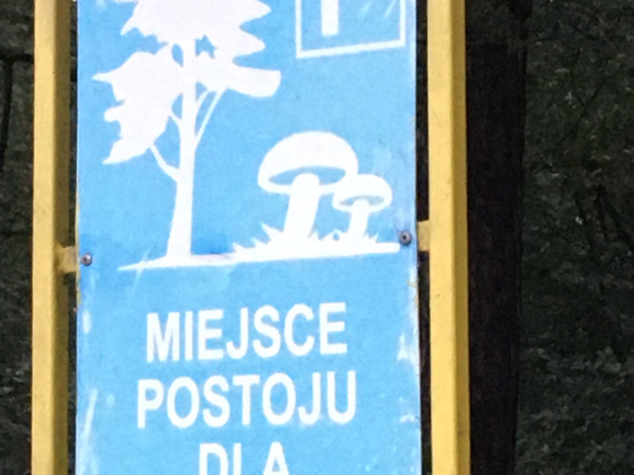 Grzybobranie 2021. Nie wiadomo, czy zaufać takim zachętom. Grzybiarze są nieufni: niechętnie zdradzają "swoje" miejsca i nie lubią być tam, gdzie wszyscy (WP.PL, Barbara Kwiatkowska)