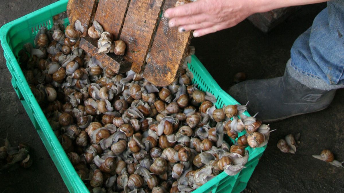 Winniczki przez wielu uważane są za przysmak