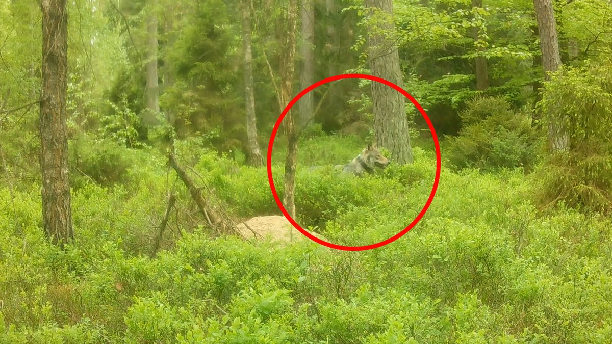 Nagranie z fotopułapki przedstawiające wilczycę z obrożą