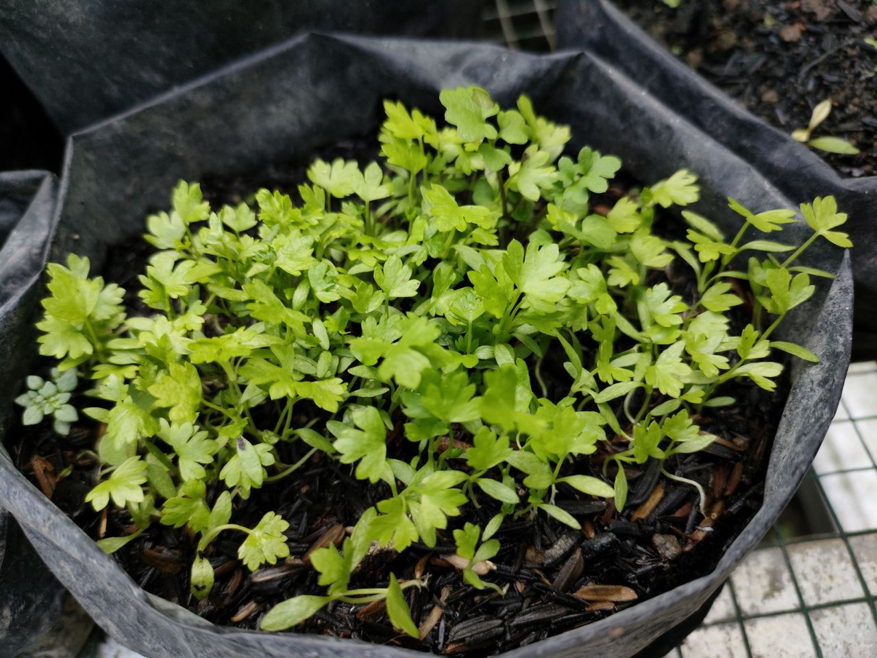 Kiedy siać seler na rozsadę? Nie przegap terminu