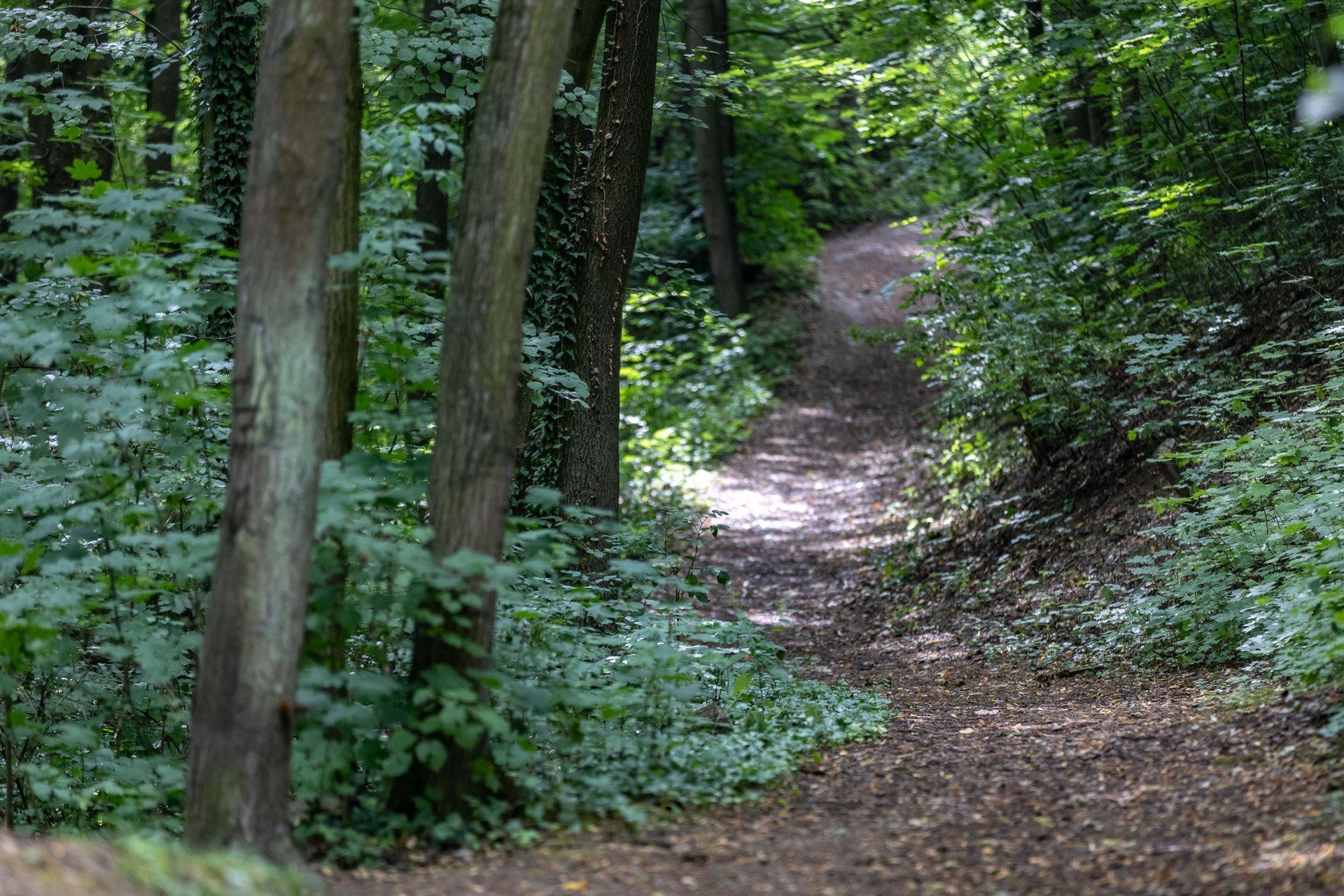 W Lesie Witkowickim na odwiedzających czekają m.in.: ścieżka przyrodnicza, naturalny plac zabaw, polana wypoczynkowa wyposażona w stoły piknikowe