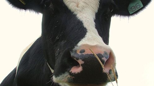 Słynny FarmVille nie jest już najpopularniejszą grą na Facebooku. Kto go pokonał? 1