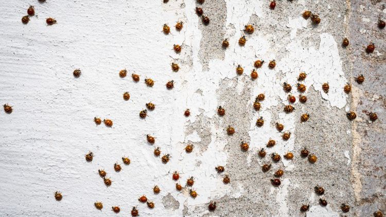 Plaga biedronek we Wrocławiu (zdj. ilustracyjne)