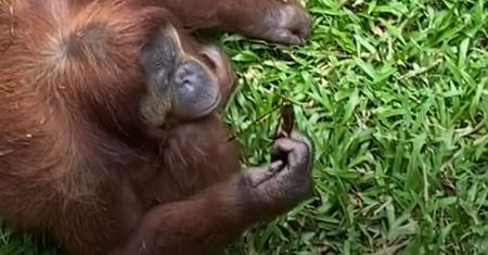 28 mln odtworzeń! Kobieta upuściła okulary w zoo. Reakcja małpy hitem