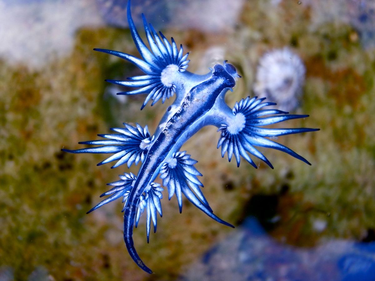 Niezwykłe stworzenie morskie nazywane jest niebieskim smokiem