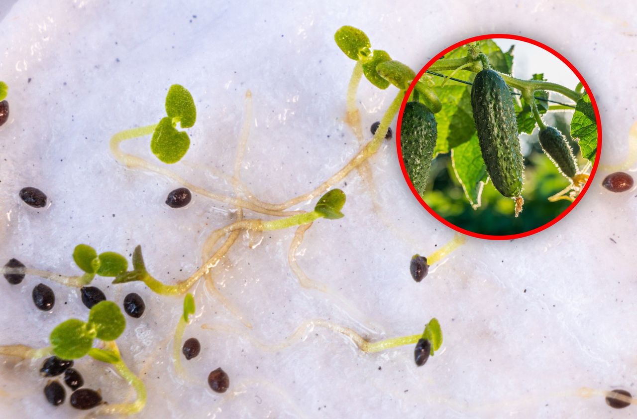 Masz stare nasiona? Tak sprawdzisz, czy wykiełkują