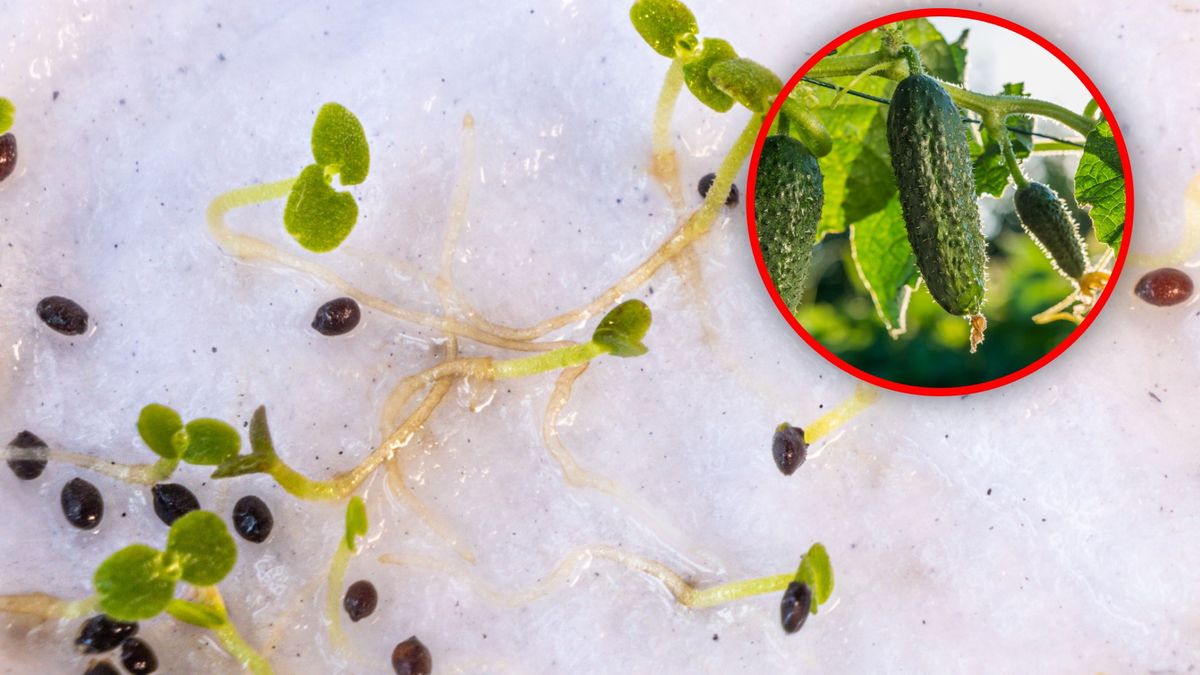 Jak sprawdzić, czy nasiona wykiełkują?