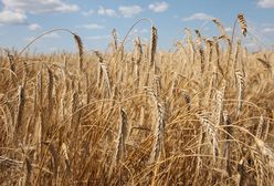 Mazowieckie. Przed policją ukrył się w zbożu
