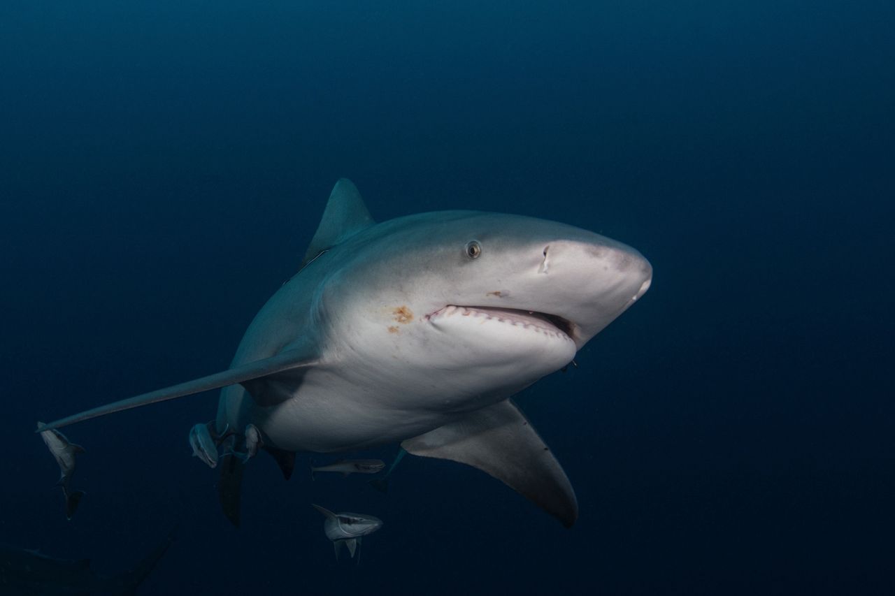 Bull Shark swims in gloomy conditions offshore Jupiter, Florida
A Bull Shark swims in gloomy, dark conditions off the coast of Jupiter, Florida
Julian Gunther