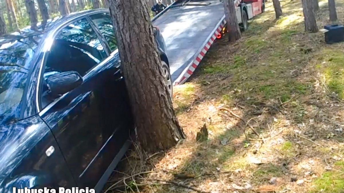 Policyjny pościg zakończył się w lesie między drzewami