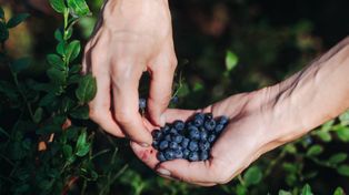 Lipcowe superfoods z polskich pól i ogrodów: co jeść, by wykorzystać sezon w pełni?