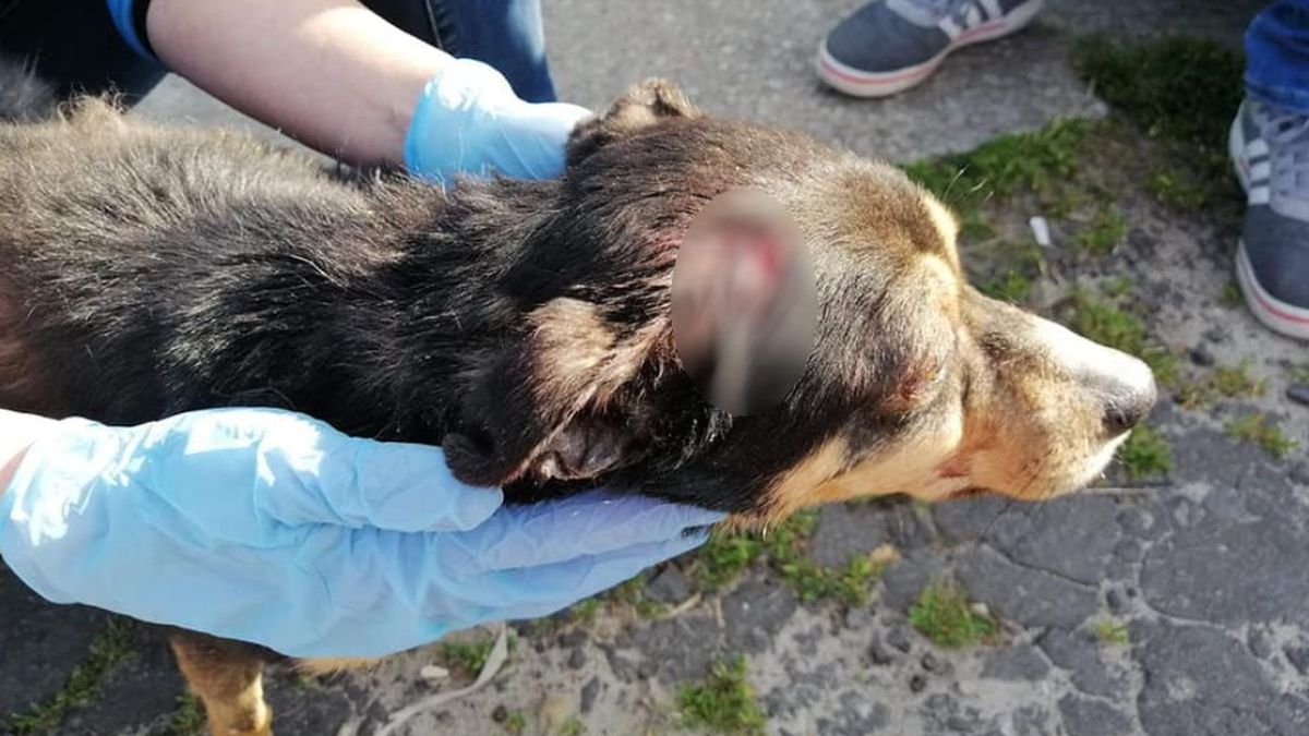 Na zdjęciu jeden z poranionych psów z oławskiego Przytuliska