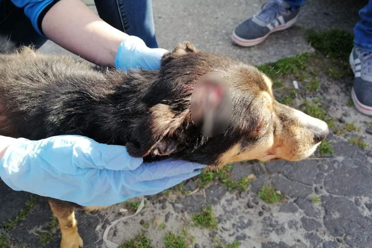 Na zdjęciu jeden z poranionych psów z oławskiego Przytuliska