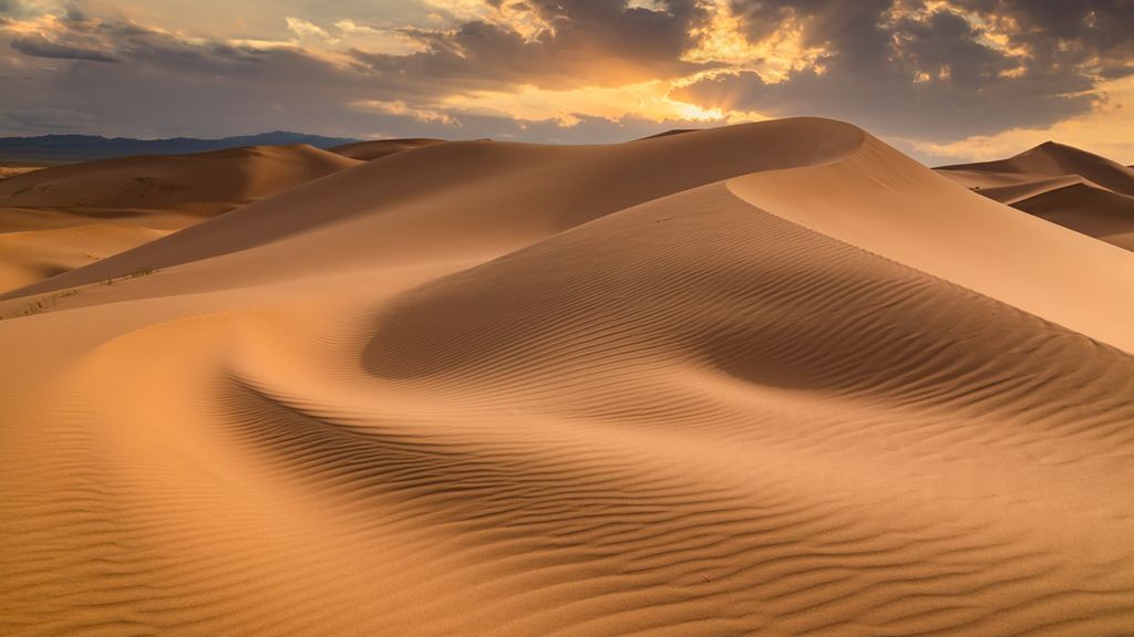 Na obszarach pustynnych występuje ograniczona flora i fauna