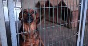 W trosce o czworonożnych przyjaciół – sytuacja schronisk w województwie mazowieckim!