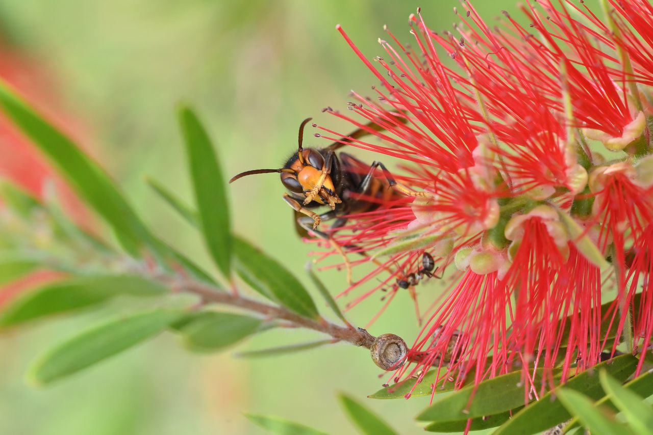 These plants attract wasps like a magnet.