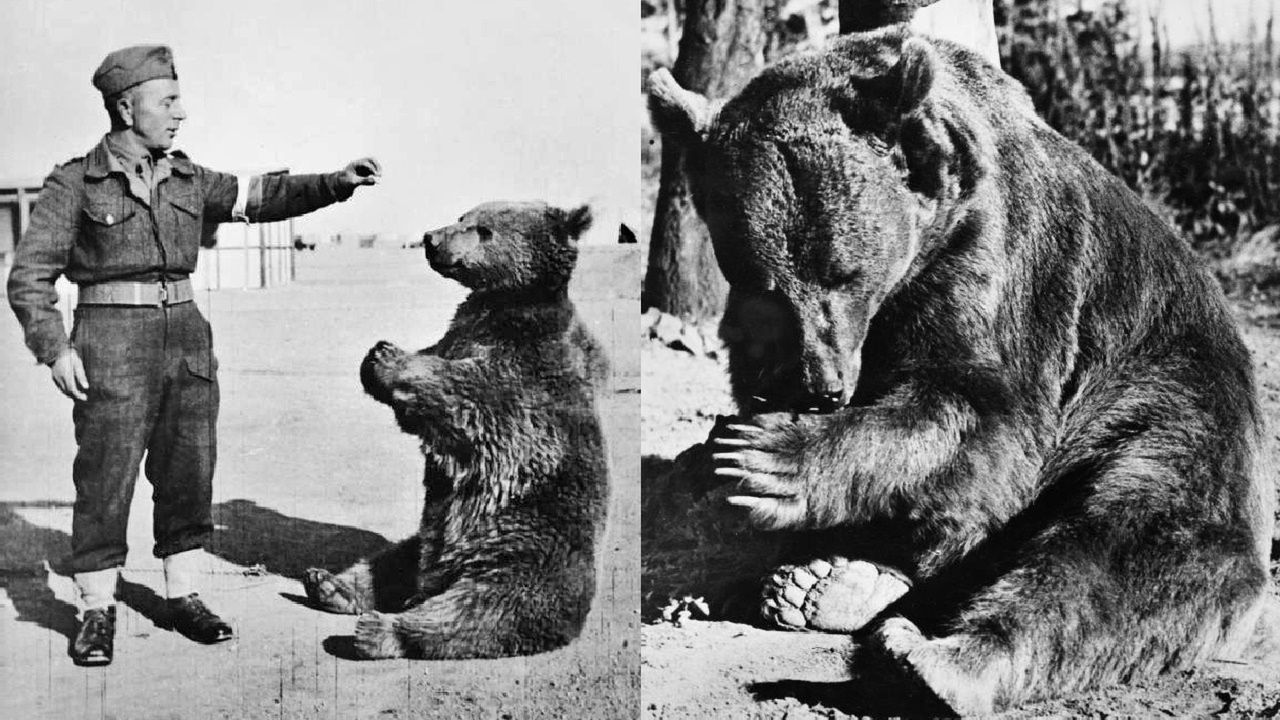 Najsłynniejszy niedźwiedź w Wojsku Polskim. Po wojnie Wojtka czekał smutny los