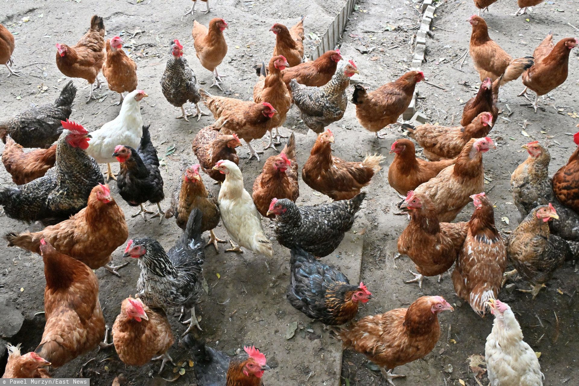 Choroba z Newcastle panoszy się po Polsce. Kolejne ognisko wykryte