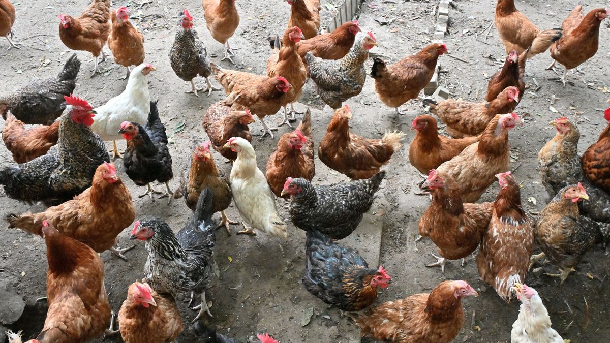 Rzekomy pomór drobiu pojawił się w Polsce 