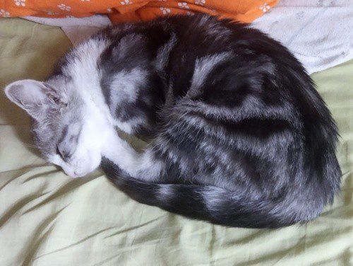 Czy koty potrafią symulować chorobę? Okazuje się, że tak!