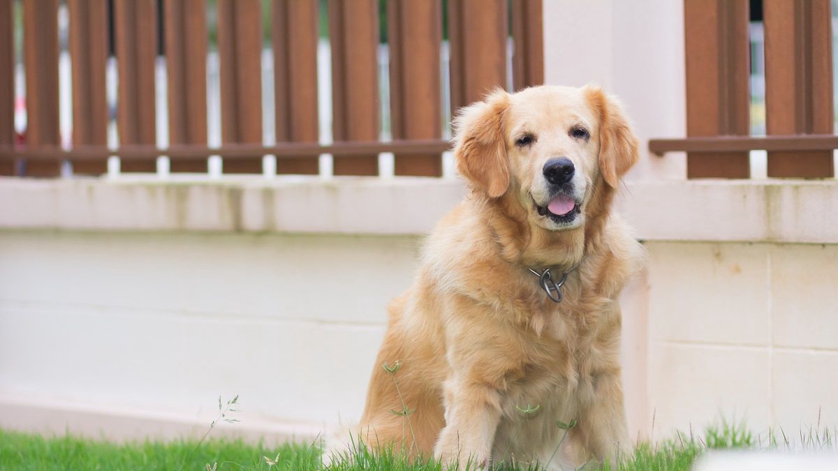Pies siedzący przy ogrodzeniu stał się gwiazdą TikToka.
