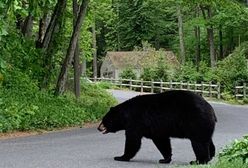"Są znacznie większe od nas i szybciej biegają". Niedźwiedzie czarne straszą w Connecticut