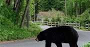 "Są znacznie większe od nas i szybciej biegają". Niedźwiedzie czarne straszą w Connecticut
