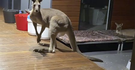 Nagranie z Australii. Otworzyła drzwi i zdębiała. Stał na werandzie