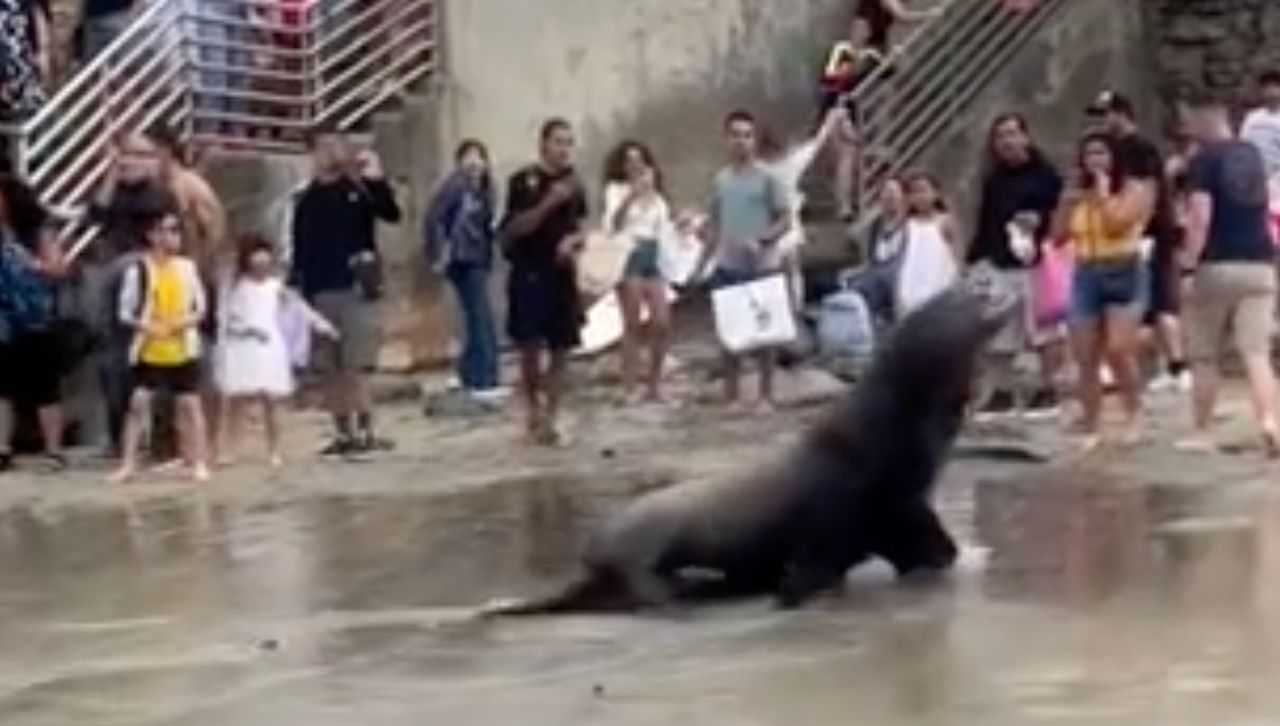 Lwy morskie pogoniły plażowiczów. Jest wideo