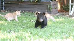 Zabawa niedźwiadka z lwiątkami. Wideo jest hitem w sieci