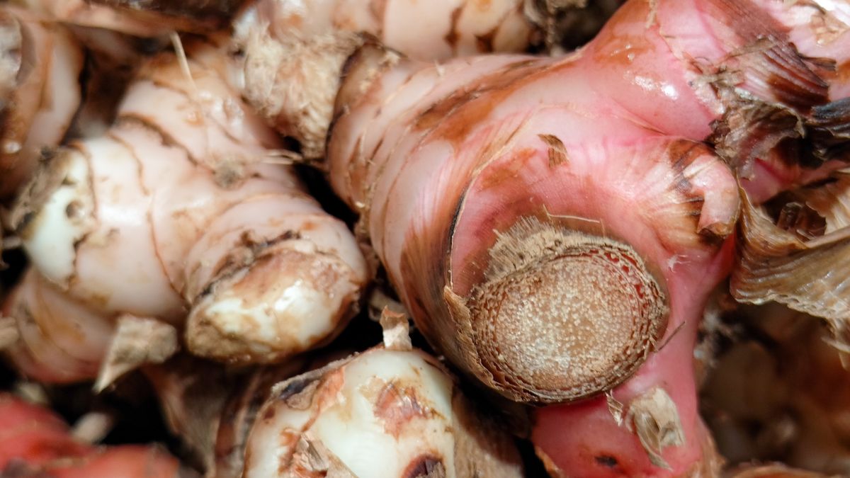 Galgant jest używany w kuchniach azjatyckich