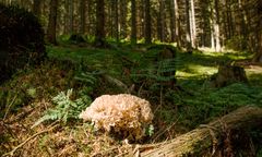 Kozia broda. Grzyb zakazany na Litwie i Łotwie. W Polsce można go zbierać