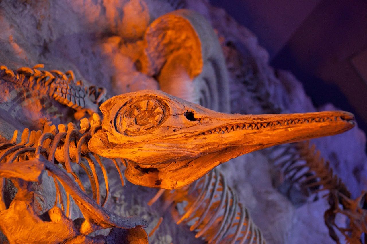 Niezwykłe odkrycie polskich naukowców. To szczątki drapieżnika sprzed 365 mln lat