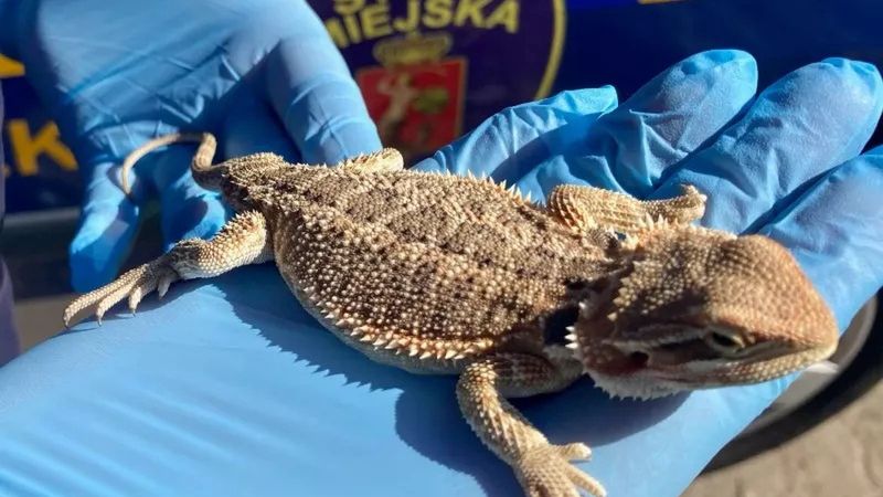Agama była w dobrym stanie, nie miała żadnych obrażeń