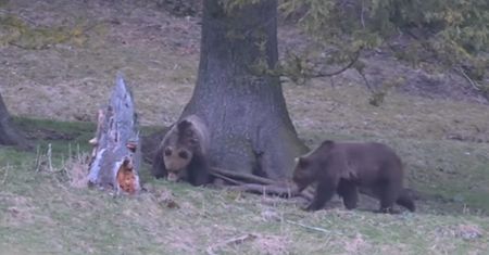 Nagrali niedźwiedzie w Zakopanem. "To już na pewno wiosna"