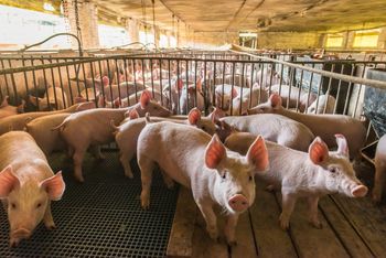 Binkowo: Nietypowa interwencja strażaków. Ruszyli na pomoc świni, która utknęła w zbiorniku na gnojowice